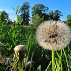 Pusteblume