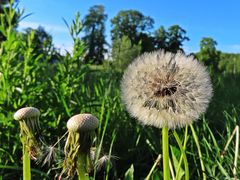 Pusteblume