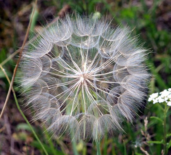 Pusteblume