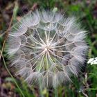 Pusteblume