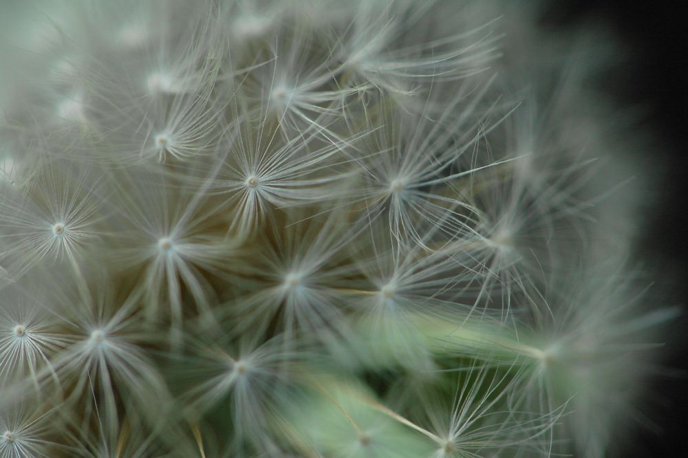 Pusteblume