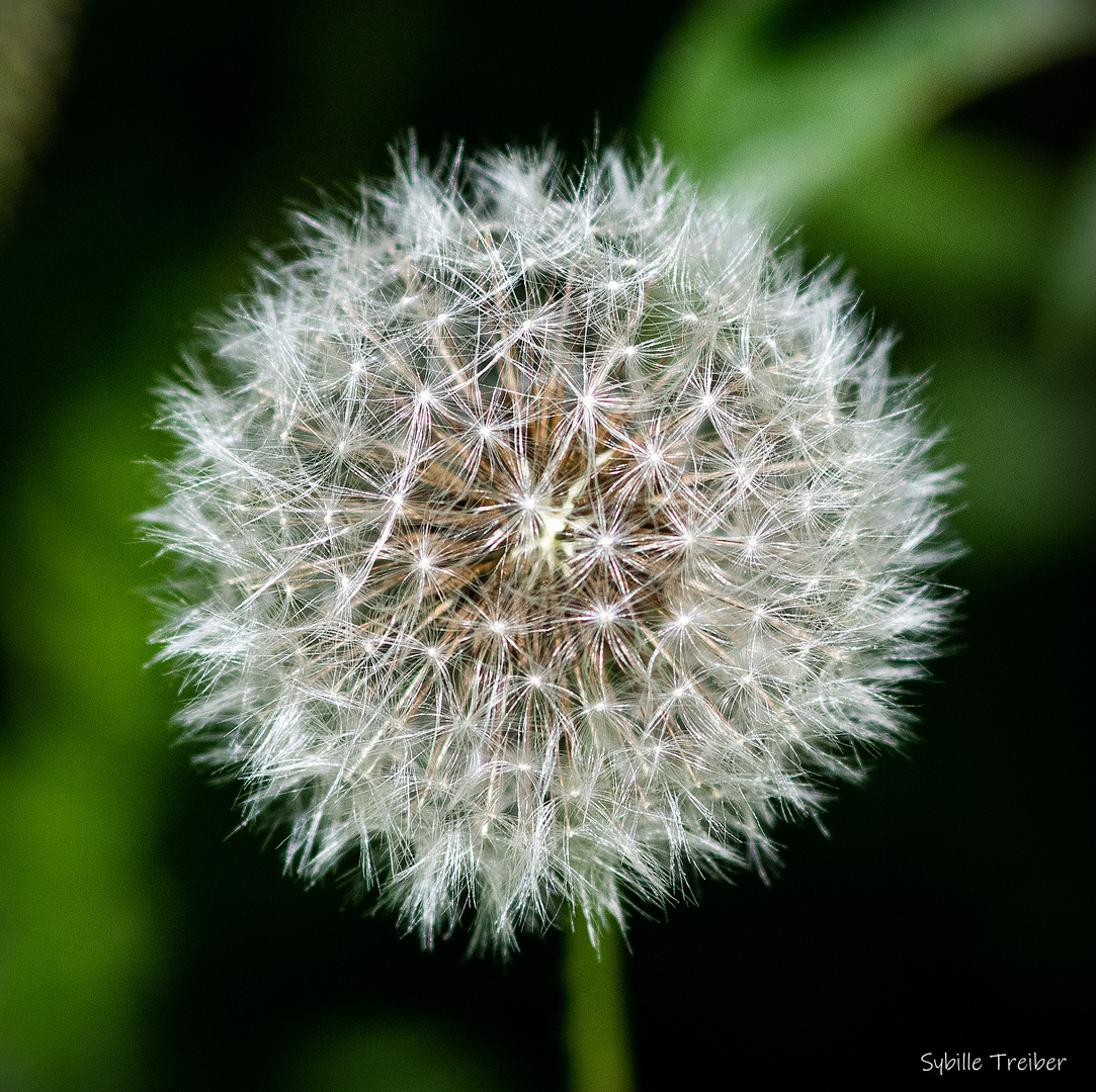 Pusteblume