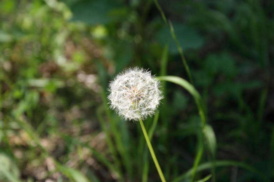 Pusteblume