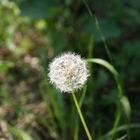 Pusteblume