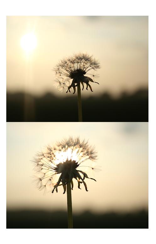 Pusteblume