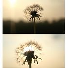 Pusteblume