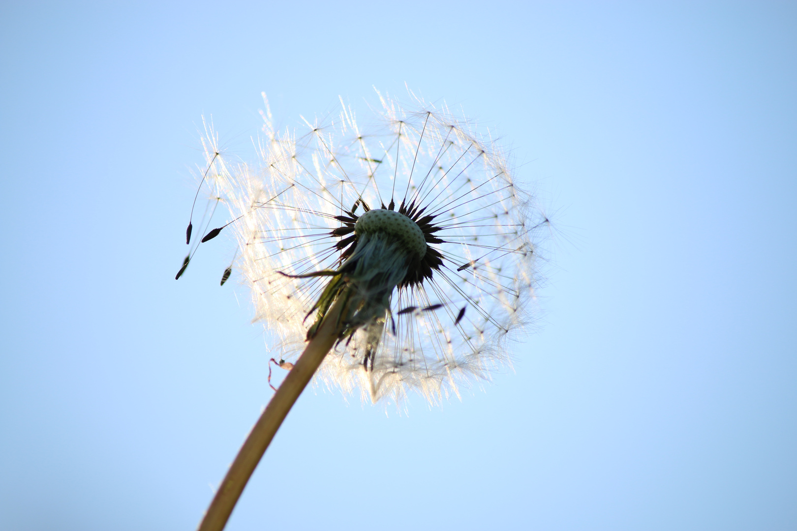 Pusteblume