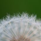 Pusteblume