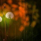 Pusteblume