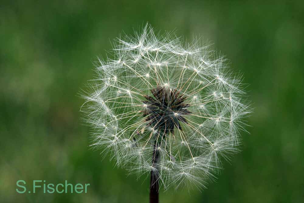 pusteblume