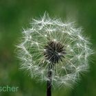 pusteblume