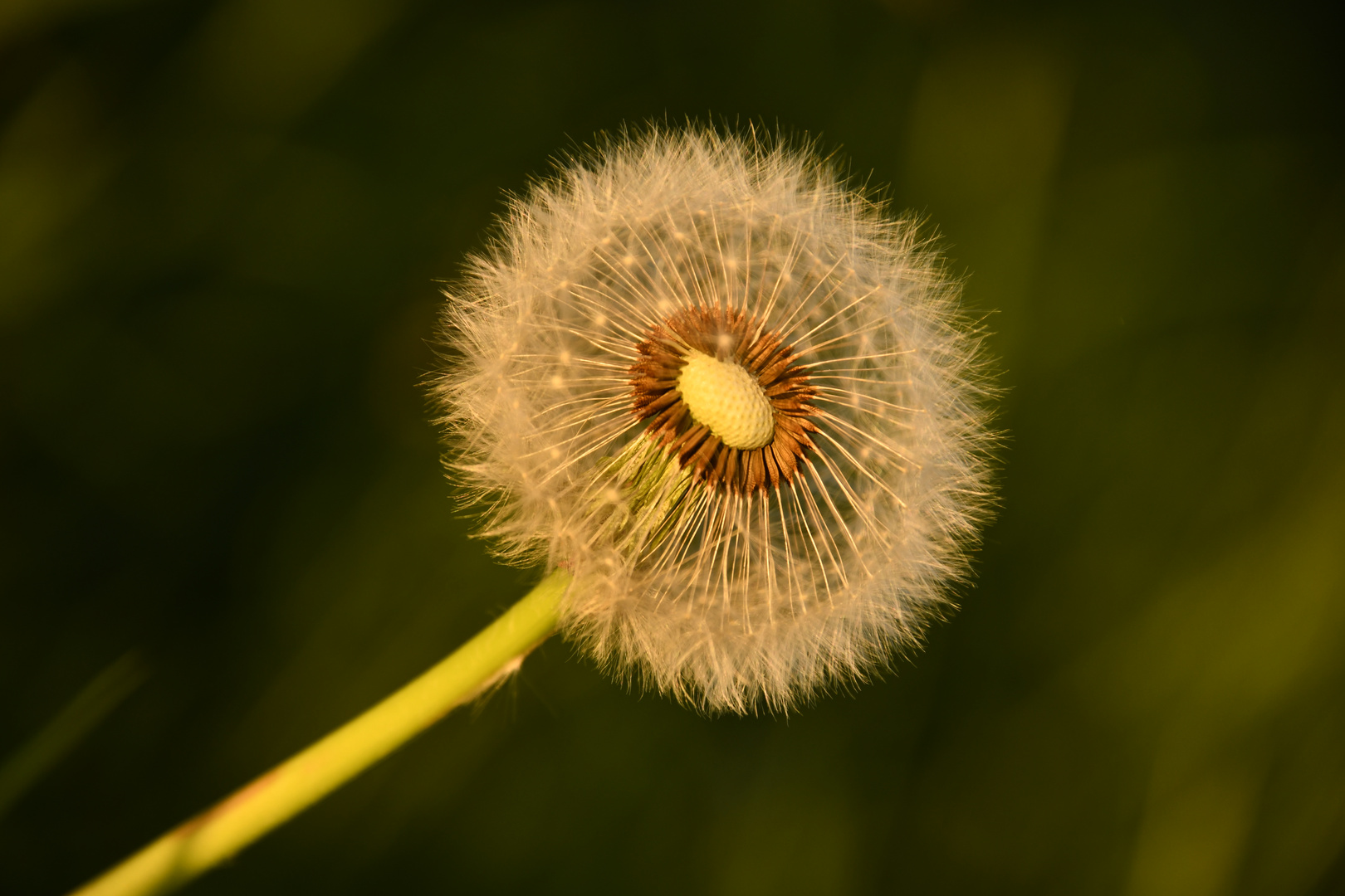 Pusteblume