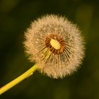 Pusteblume