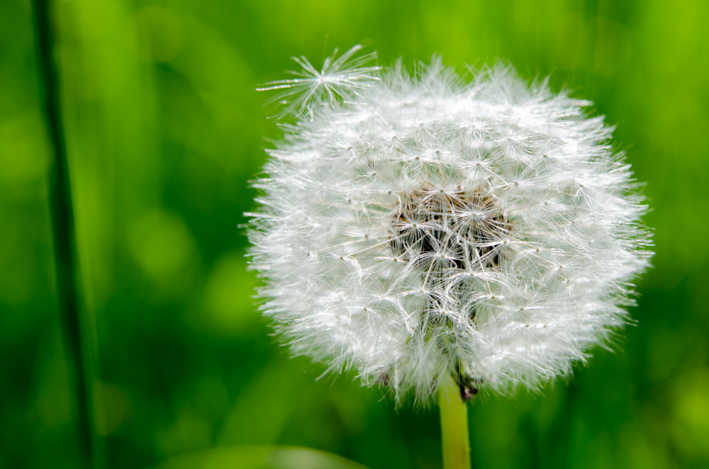 Pusteblume