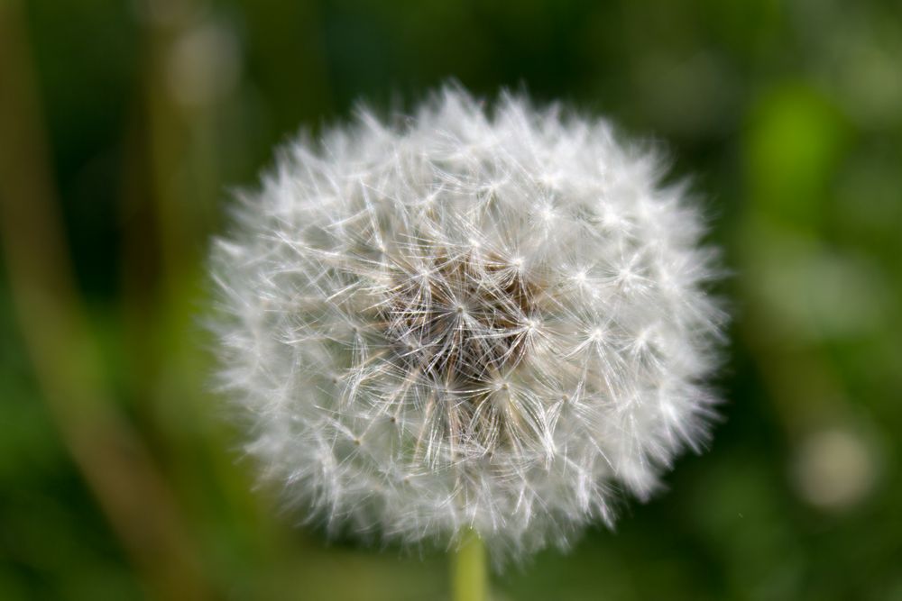 Pusteblume....