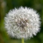 Pusteblume....