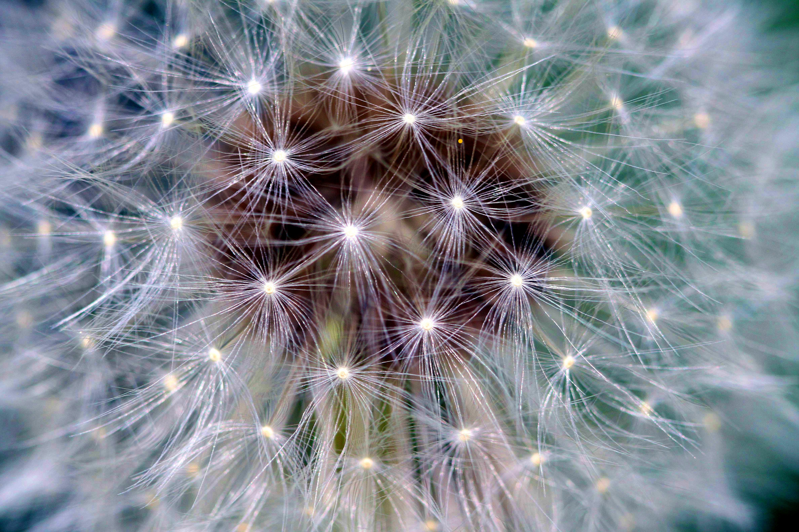 Pusteblume