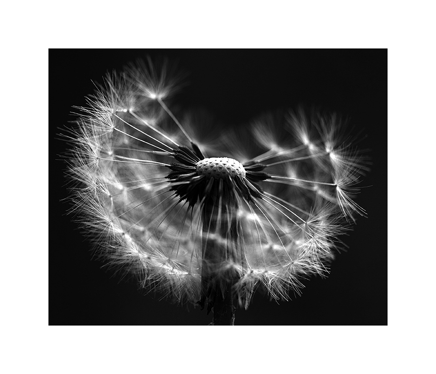 Pusteblume