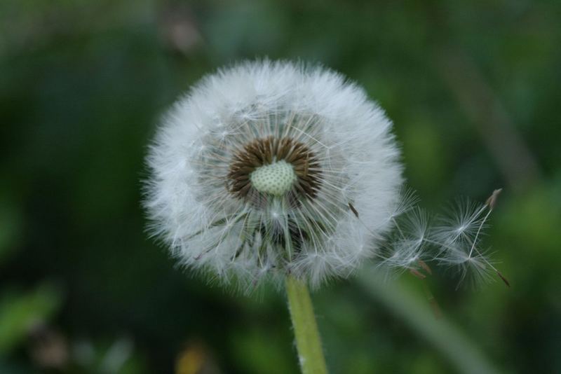 Pusteblume