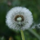 Pusteblume