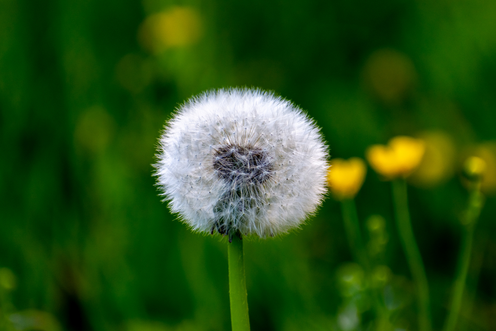 Pusteblume