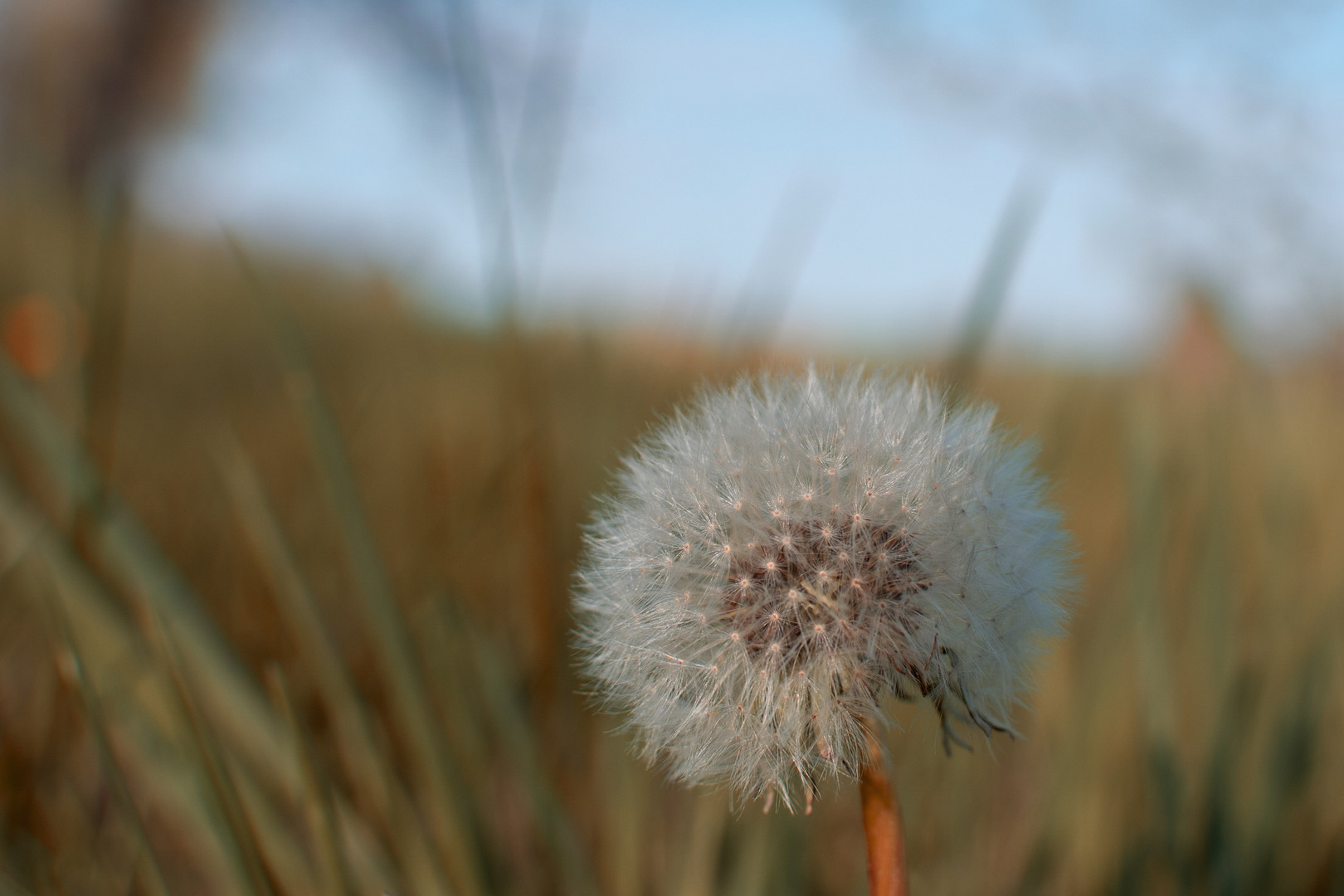 Pusteblume