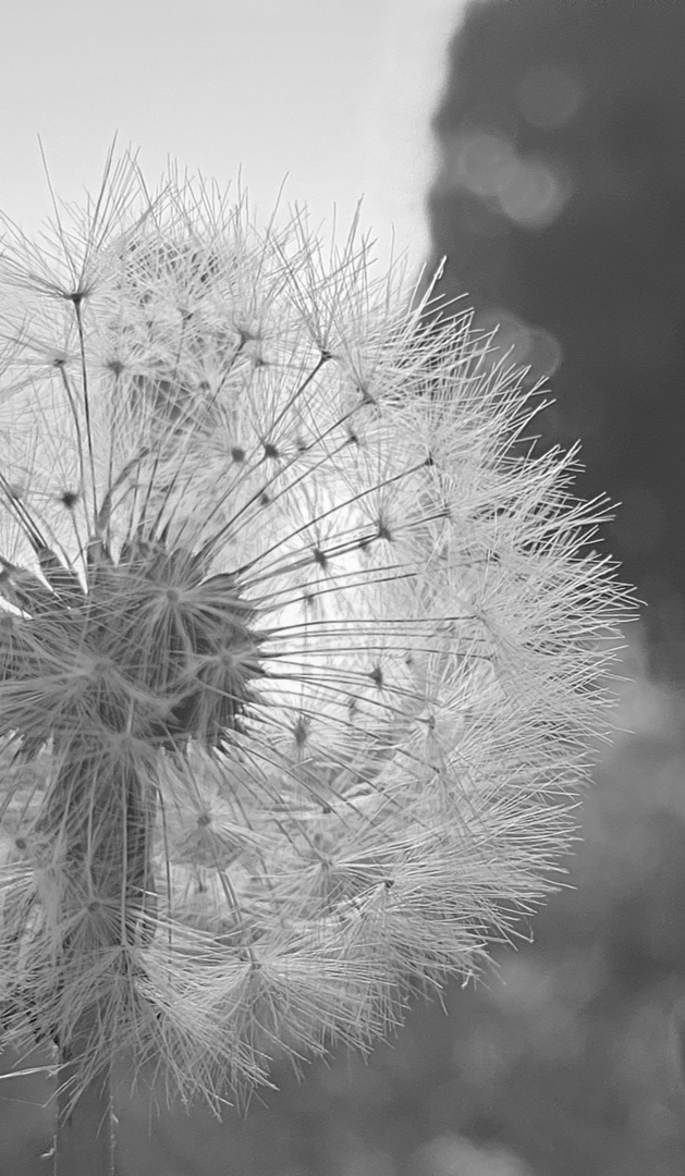 Pusteblume 