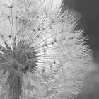 Pusteblume 