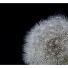 Pusteblume