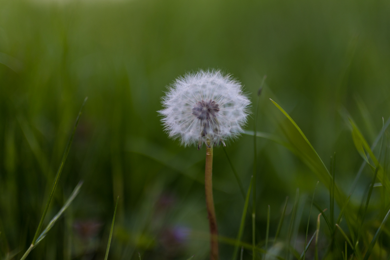 Pusteblume