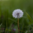 Pusteblume