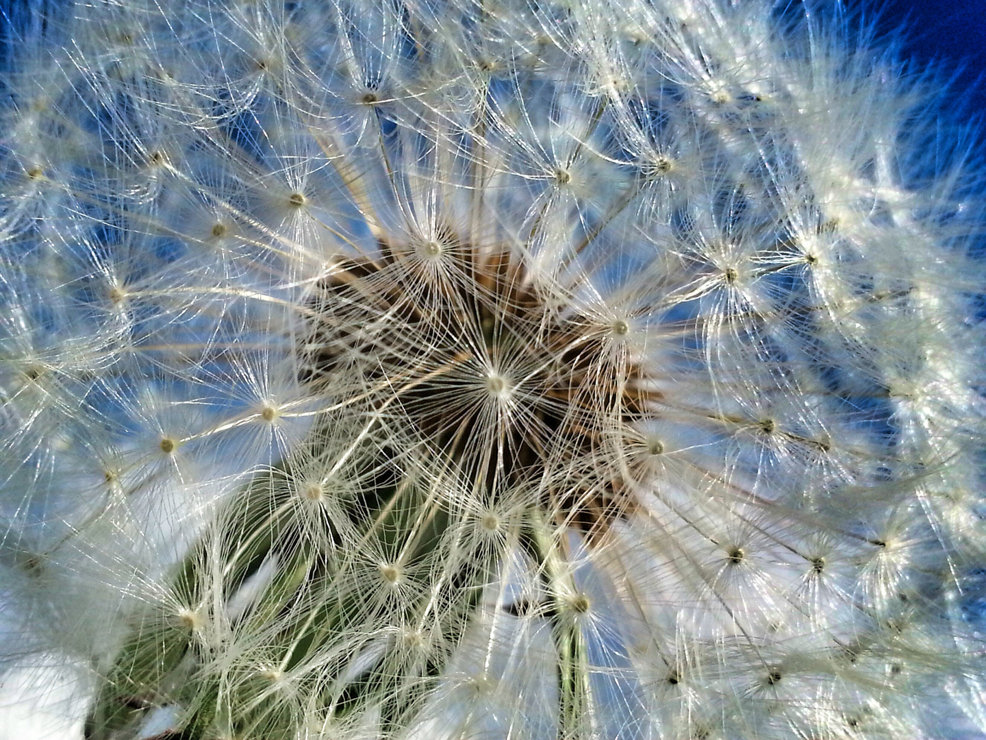 Pusteblume