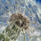 Pusteblume