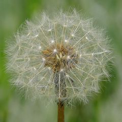 Pusteblume