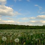 Pusteblume