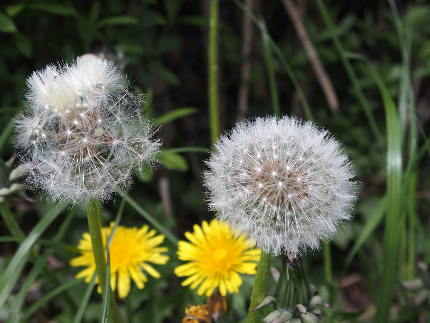 Pusteblume***