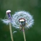 pusteblume