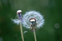 pusteblume