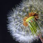 Pusteblume