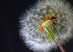 Pusteblume