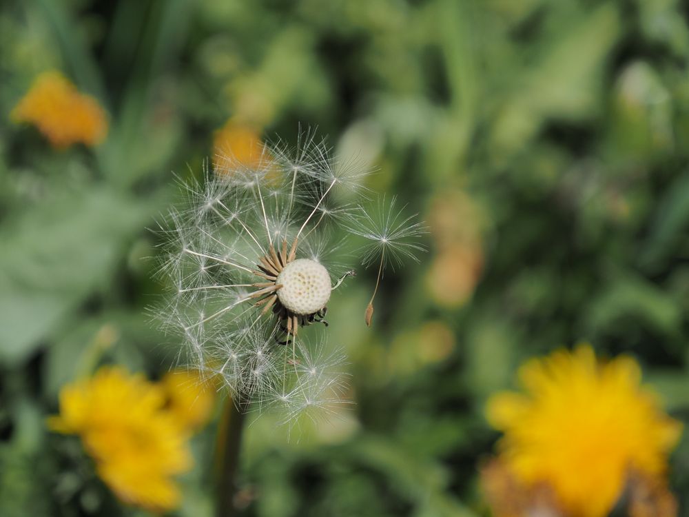 ~  Pusteblume  ~