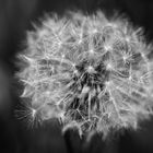 Pusteblume