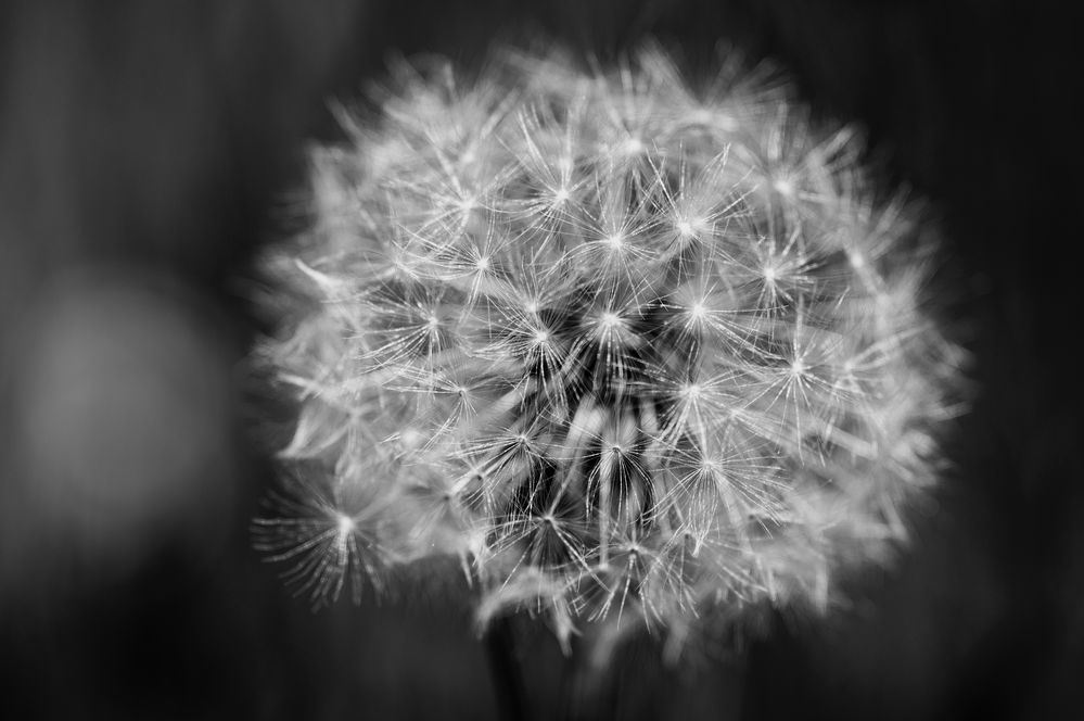 Pusteblume