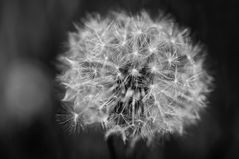 Pusteblume