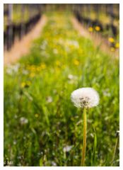 Pusteblume