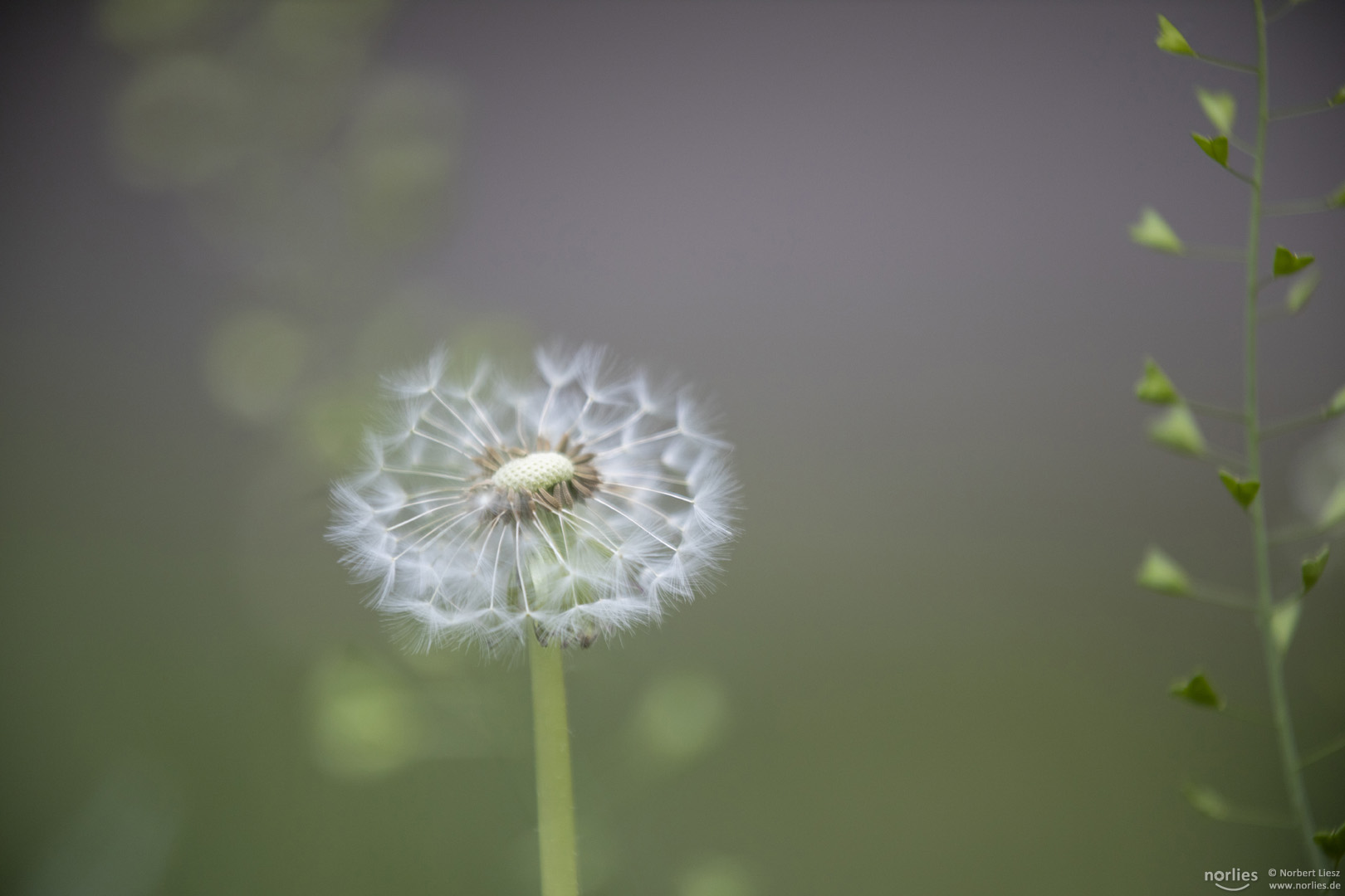 Pusteblume