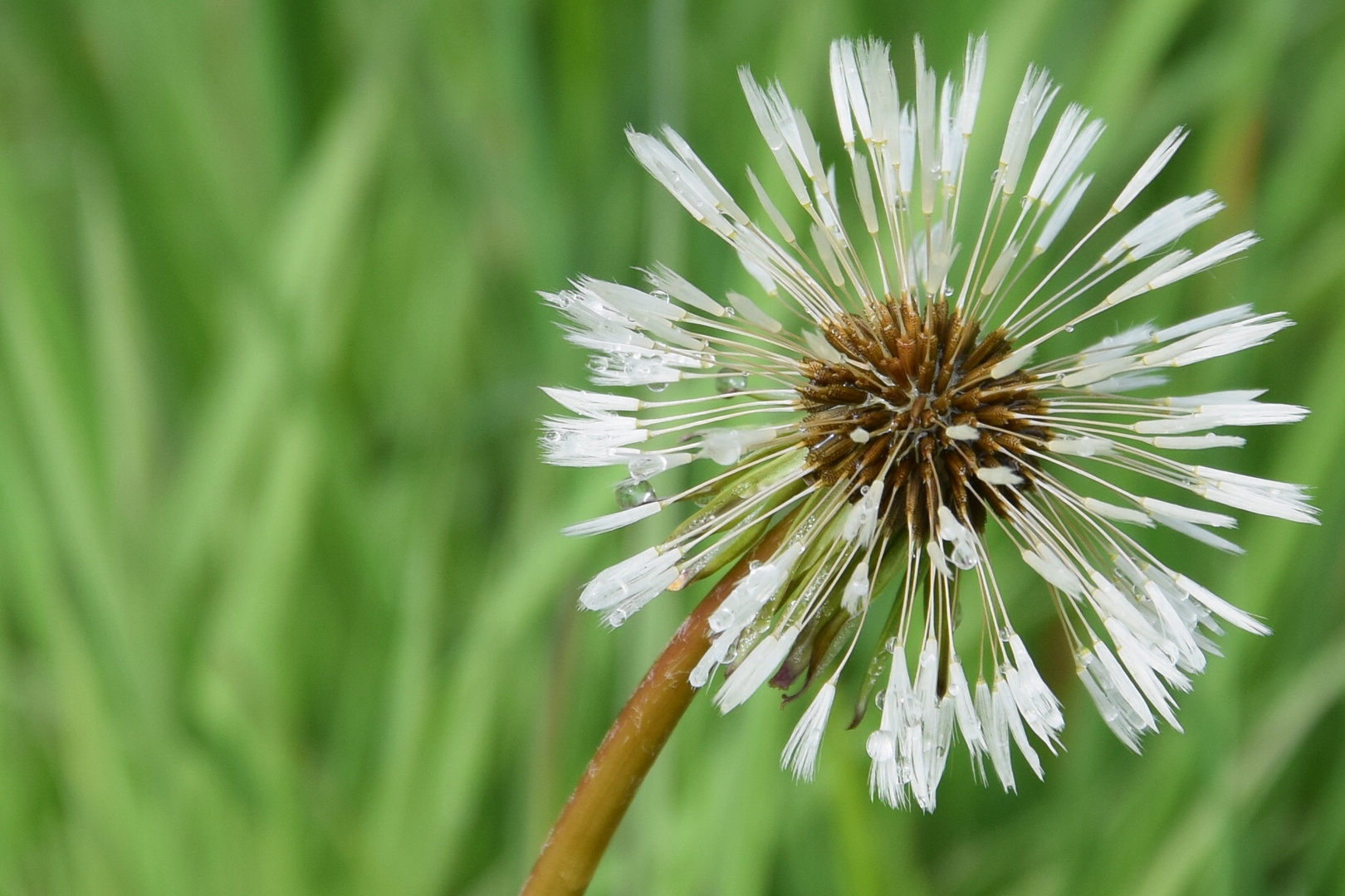 Pusteblume