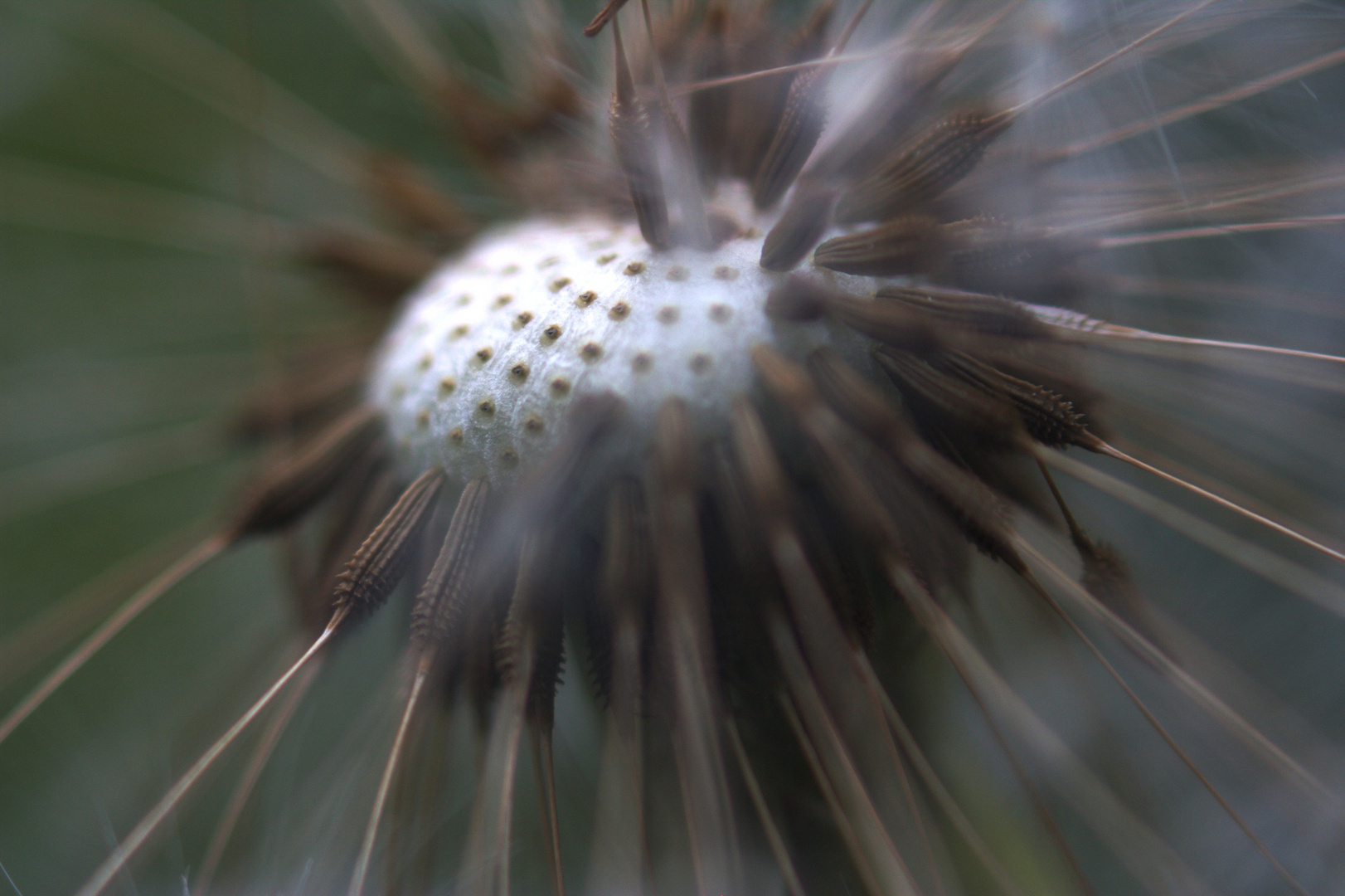 Pusteblume