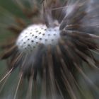 Pusteblume