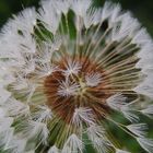 Pusteblume